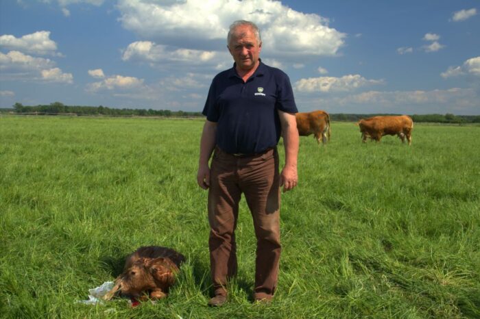 Agro Bieganów, Zygmunt Jodko, limousine, bydło mięsne