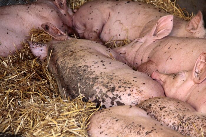 nagrody za zwalczanie chorób zakaźnych zwierząt, bez podatku, odszkodowania