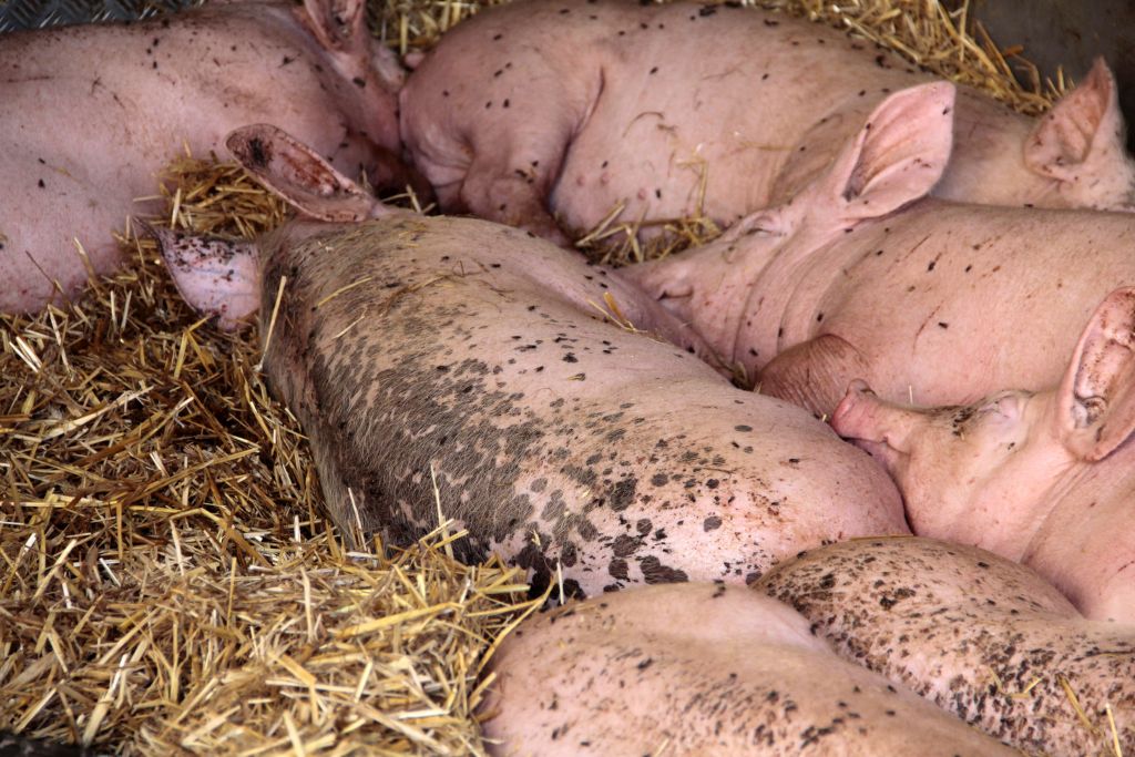 nagrody za zwalczanie chorób zakaźnych zwierząt, bez podatku, odszkodowania