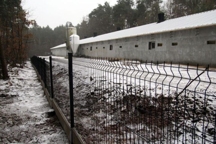 asf, bioasekuracja, tuczniki, giw