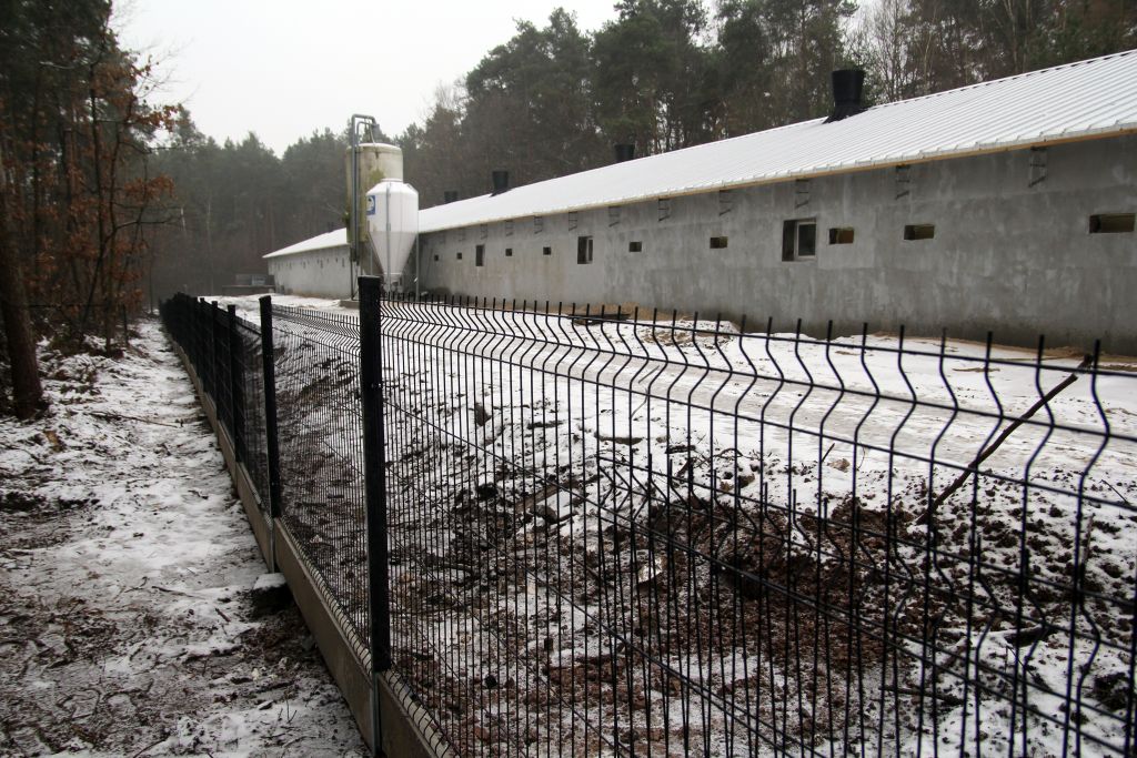 asf, bioasekuracja, tuczniki, giw