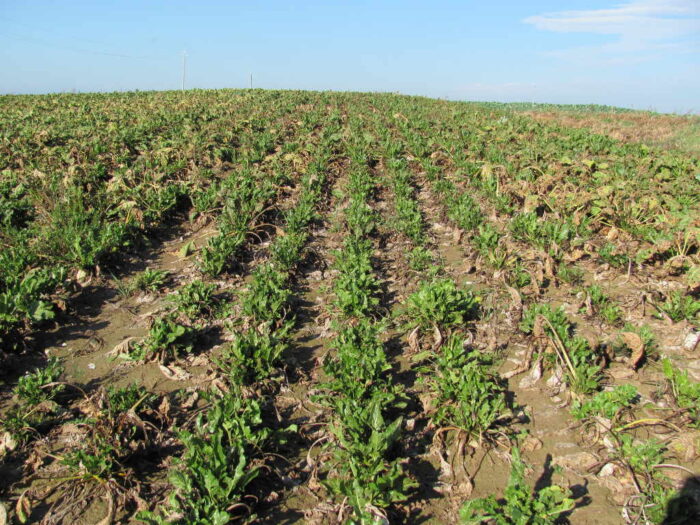 burak, chwościk, plantacja