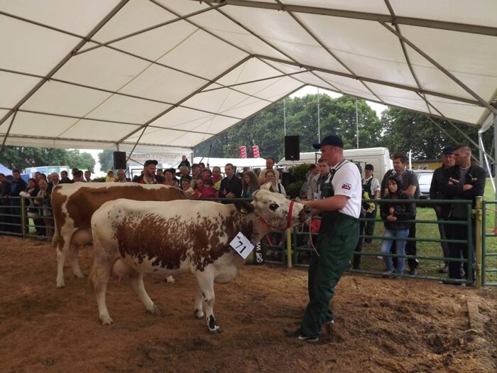 bydło, Sitno, wystawa bydła, XXXI Wystawa Zwierząt hodowlanych, Maszyn i Urządzeń Rolniczych