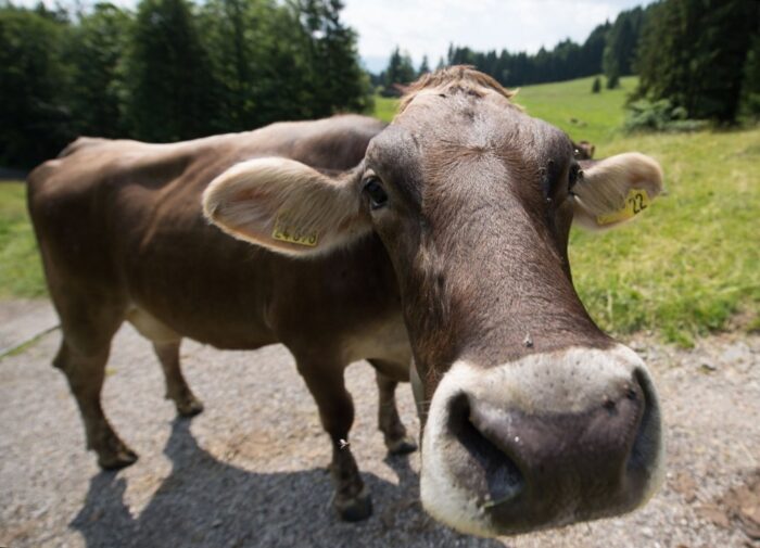 brazylia, ekport mięsa, wołowina, drób