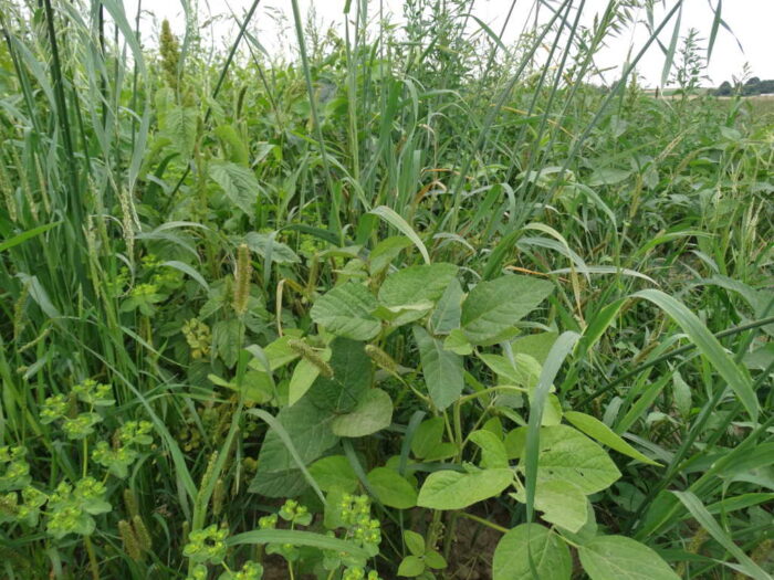 soja, plantacja, chwasty