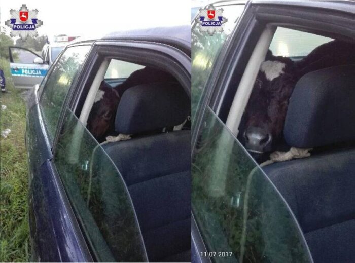 policja, cielak w audi, mandat, cielak w samochodzie osobowym