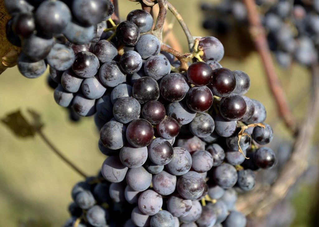 ciemne winogrona, czerwone winogrona