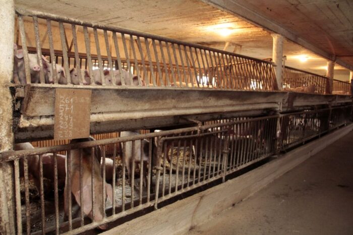 budynki inwentarskie, chlewnie, fermy drobiu, pomiar hałasu, Laboratorium Badawcze Agra-Matic