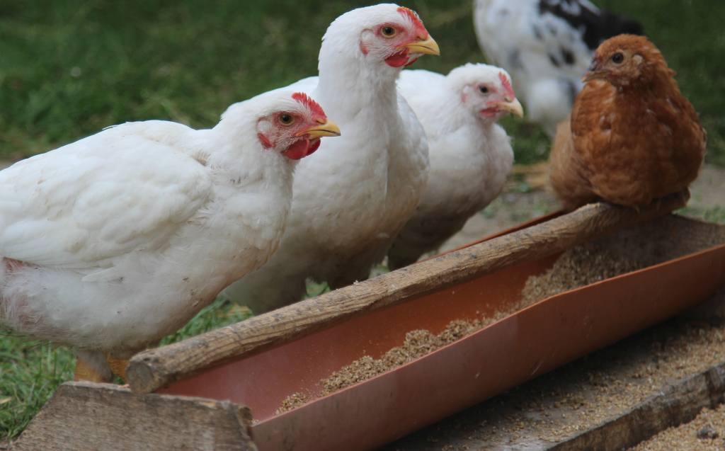 drób, Krajowa Izba Producentów Drobiu i Pasz, produkcja drobiu, mięso