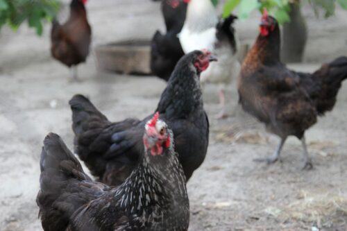 produkcja drobiu, rynek mięsa, komisja europejska