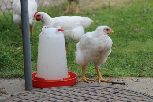 produkcja drobiu, rynek mięsa, komisja europejska