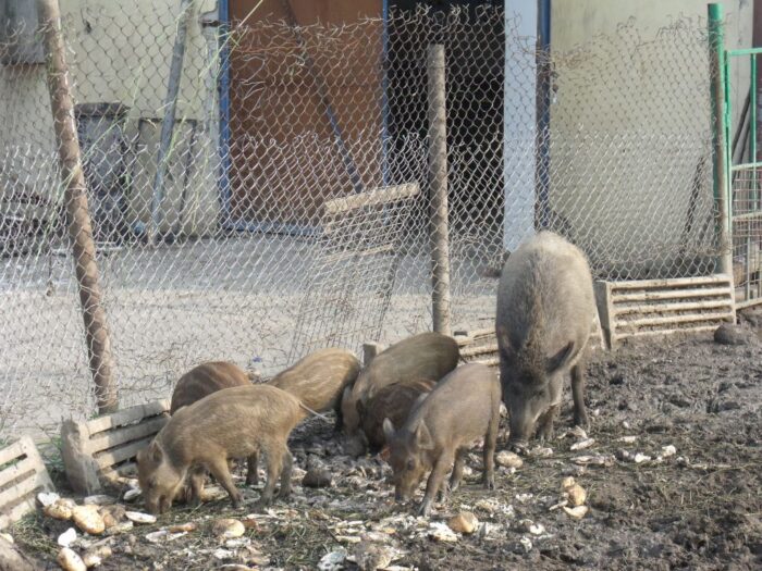 dziki, asf, przypadek asf, specustawa