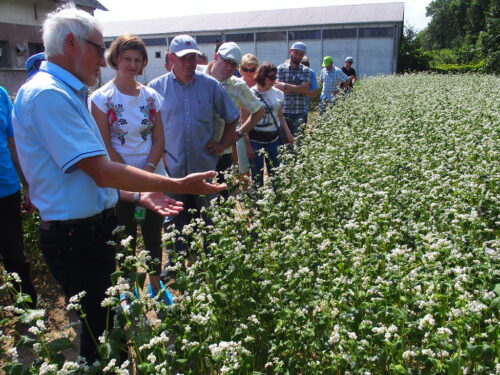 gryka, piorin, krajowy rejestr odmian gatunków, ustawa o nasiennictwie