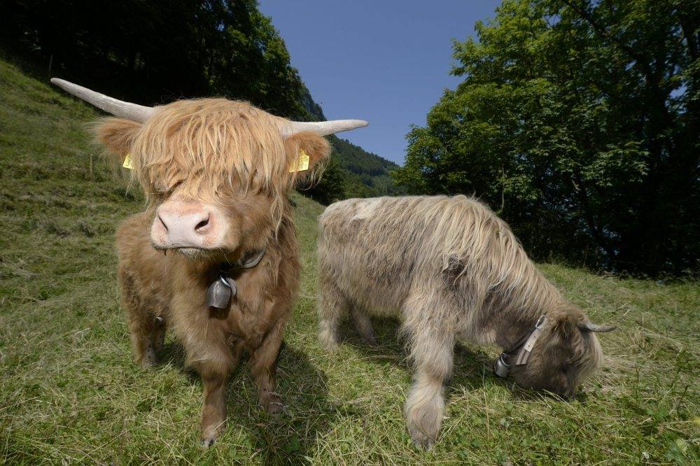 Highland Cattle, bydło, hodowla bydła mięsnego, bydło mięsne, hodowla