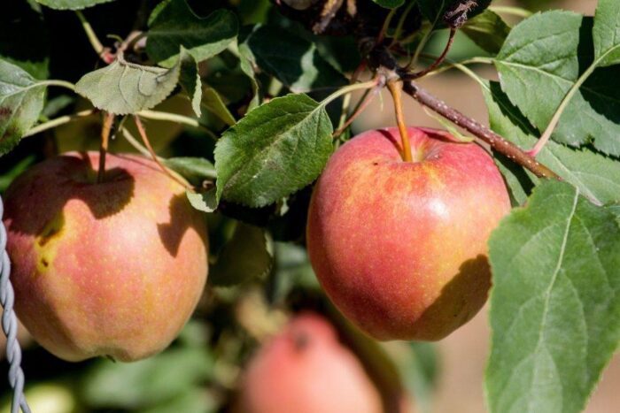 owoce, zbiory owoców, jabłka, Eberhard Makosz, Towarzystwo Rozwoju Sadów Karłowatych