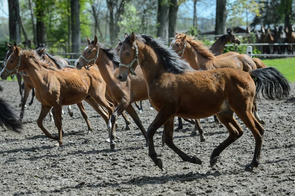 konie, hodowla koni, Janów Podlaski, historia stadniny w Janowie Podlaskim, powiat bialski