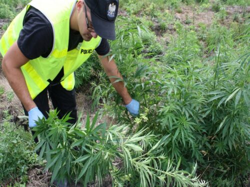 konopie indyjskie, uprawa konopi, przestępczość, policja, plantacje konopi w lasach