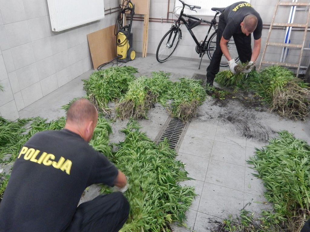 konopie indyjskie, uprawa konopi, przestępczość, policja, plantacje konopi w lasach