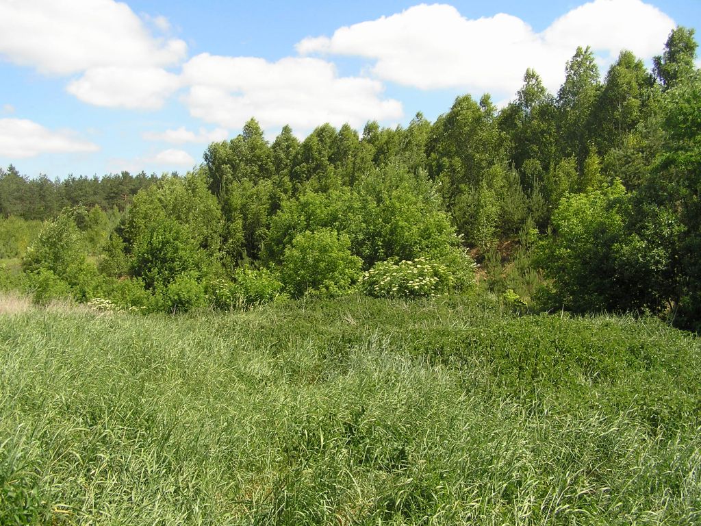 konopie indyjskie, uprawa konopi, przestępczość, policja, plantacje konopi w lasach