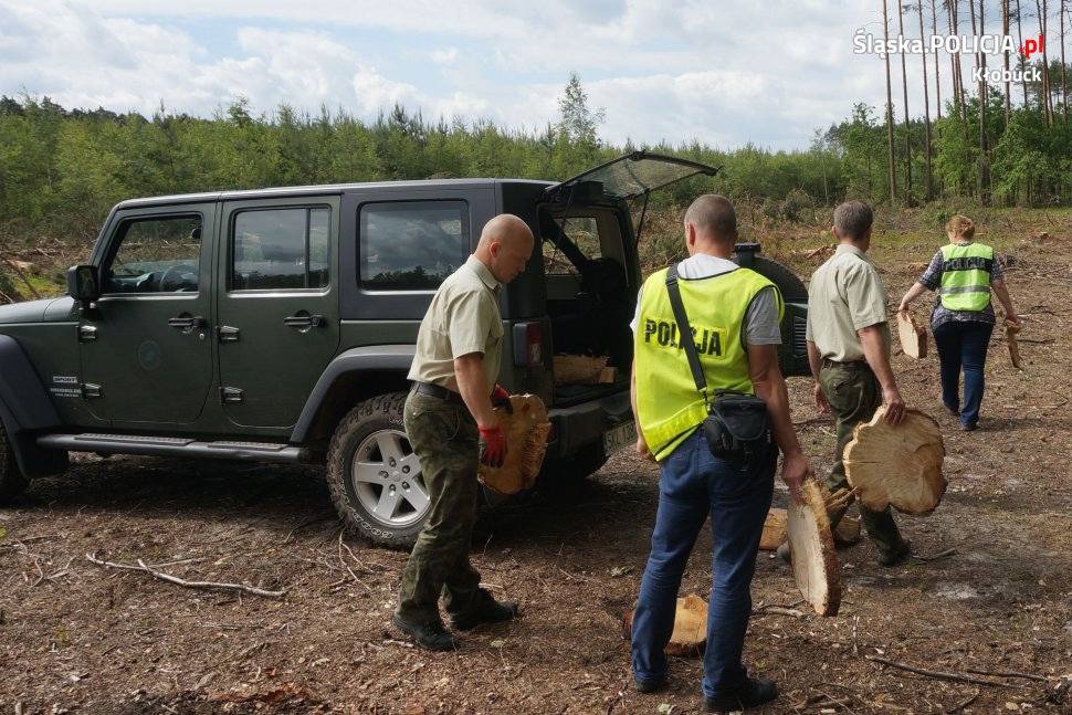 kradzież drewna, policja, Kłobuck, kradł drewno z lasu, przestępstwo
