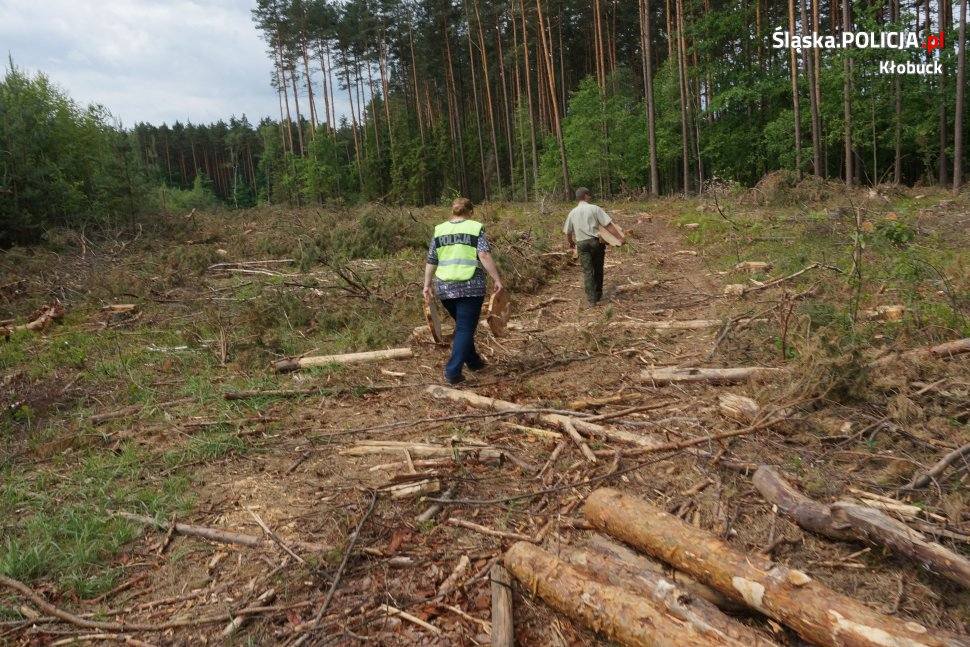 kradzież drewna, policja, Kłobuck, kradł drewno z lasu, przestępstwo