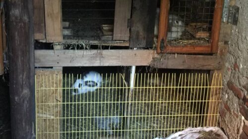 Poznań, straż miejska, króliki, znęcanie się nad zwierzętami, hodowla królików