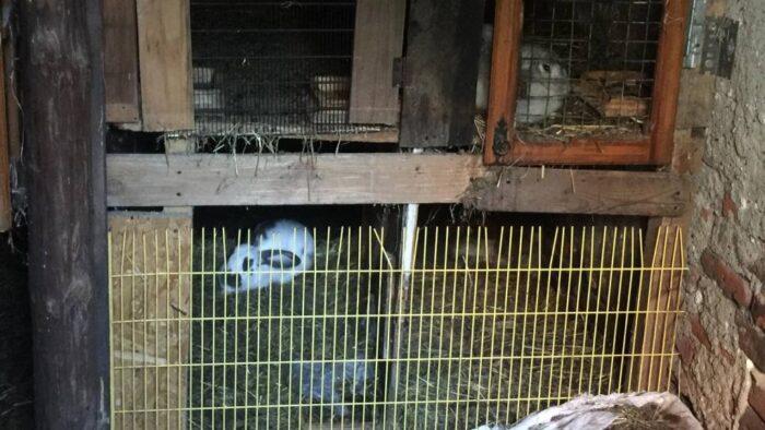 Poznań, straż miejska, króliki, znęcanie się nad zwierzętami, hodowla królików