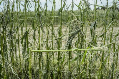 straty w uprawach, komisje szacujące straty, wypłata odszkodowań, pomoc de minimis, sadownictwo, wiosenne przymrozki
