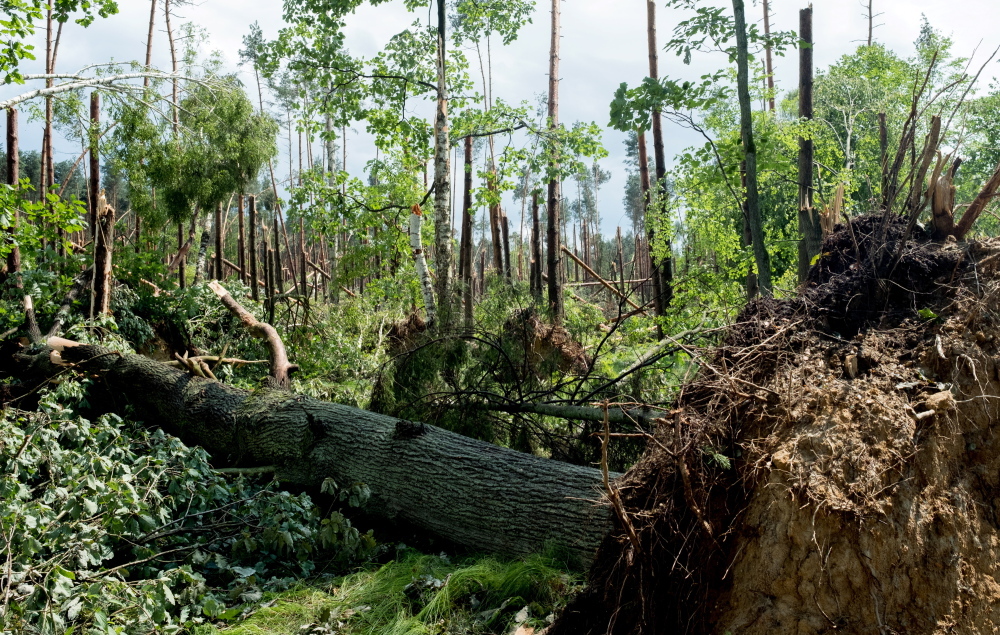 nawałnica, trąba powietrzna, śląsk, zniszczone lasy, lasy państwowe