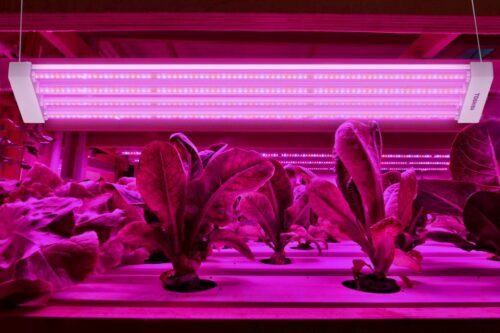 oświetlenie LED, rolnictwo, uprawa, LED w rolnictwie, Toshiba