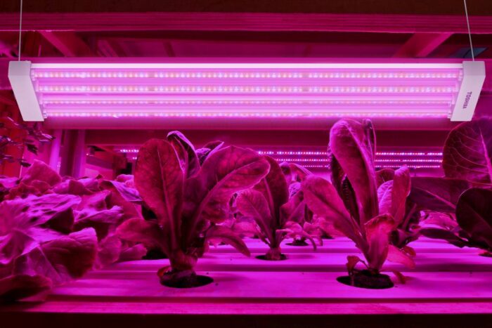 oświetlenie LED, rolnictwo, uprawa, LED w rolnictwie, Toshiba