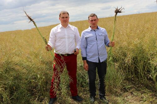 rzepak po uprawie pasowej i tradycyjnej