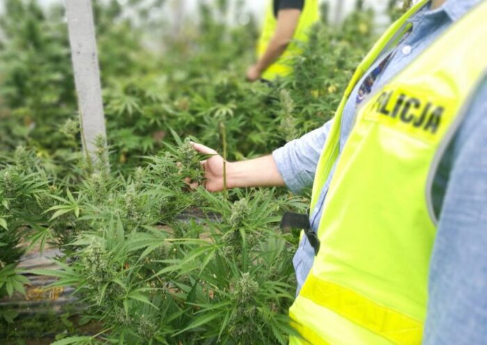 marihuana, Przytyk, plantacja marihuany pod Radomiem, uprawa konopii indyjskich