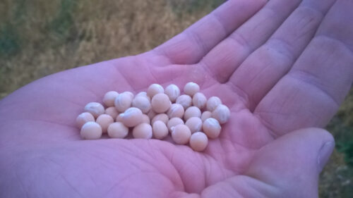 nasiona, groch siewny