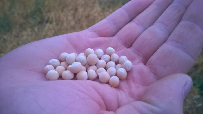 nasiona, groch siewny