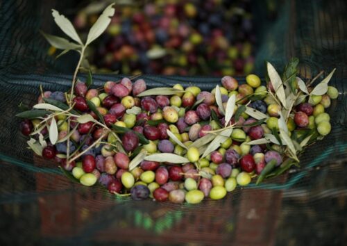 oliwki, oliwa z oliwek, Portugalia, susza