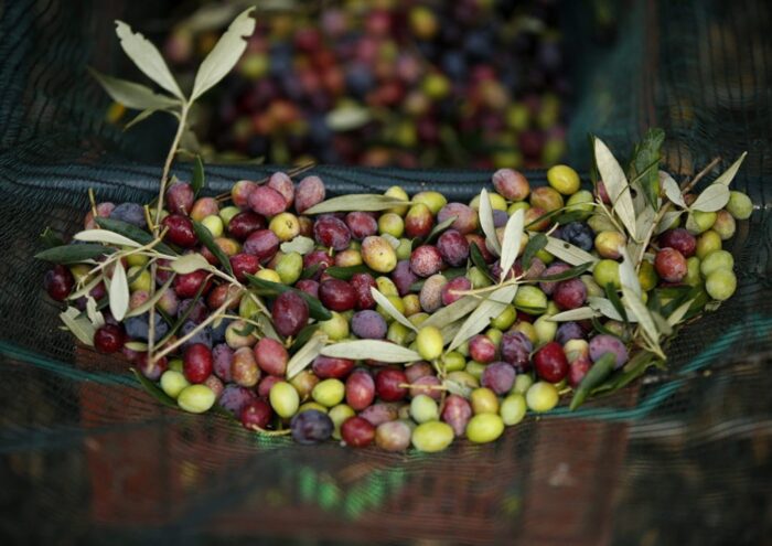 oliwki, oliwa z oliwek, Portugalia, susza