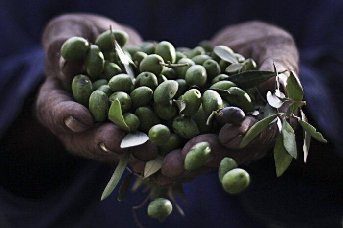 oliwki, Włochy, oliwa, włoska oliwa, pogoda, susza, produkcja oliwy