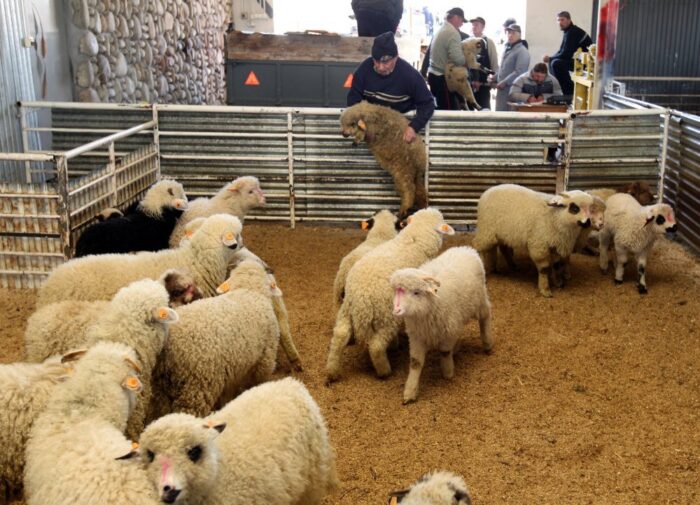 refundacja kosztów zakupu jagniąt i owiec, jałówki, producenci mleka, arr, ministerstwo rolnictwa