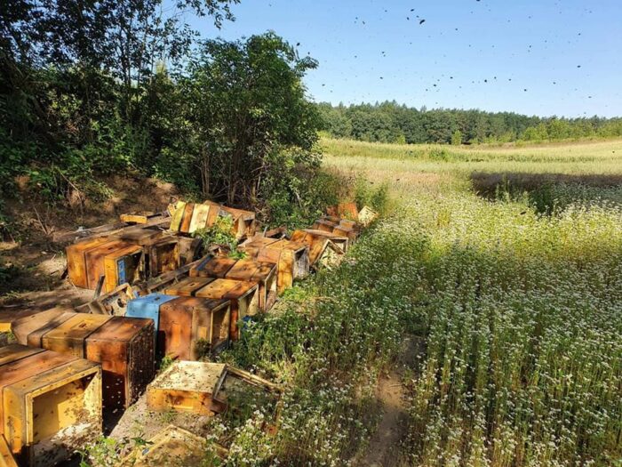 pasieka, ule, pszczoły