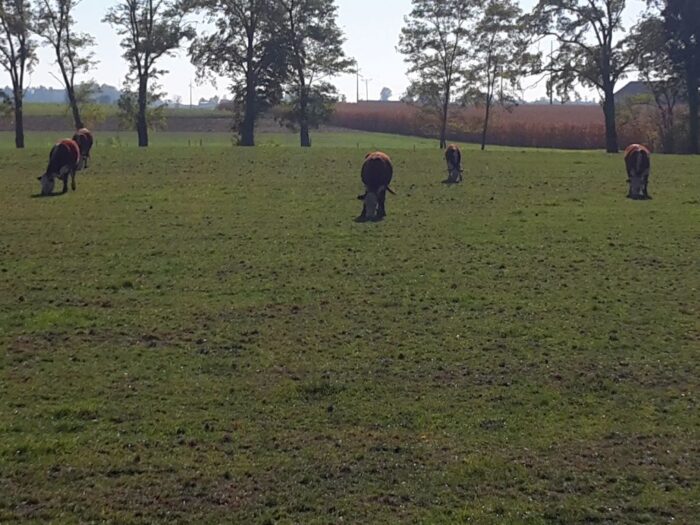 nigeria, pasterze, rolnicy, religia, konflikt