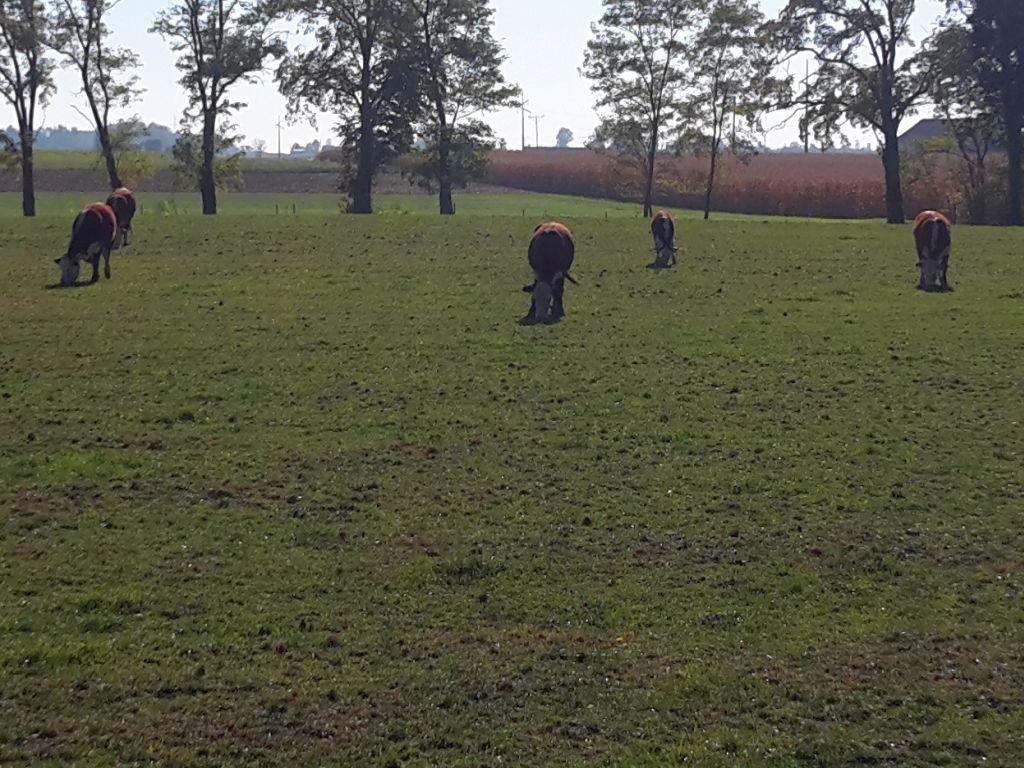 nigeria, pasterze, rolnicy, religia, konflikt