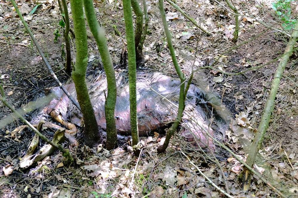 dziki, trzoda chlewna, ASF, afrykańki pomór świń, wirus ASF w gospodarstwie