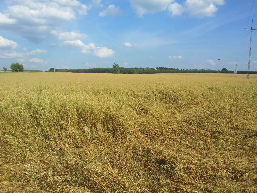 wylegnie, zboże