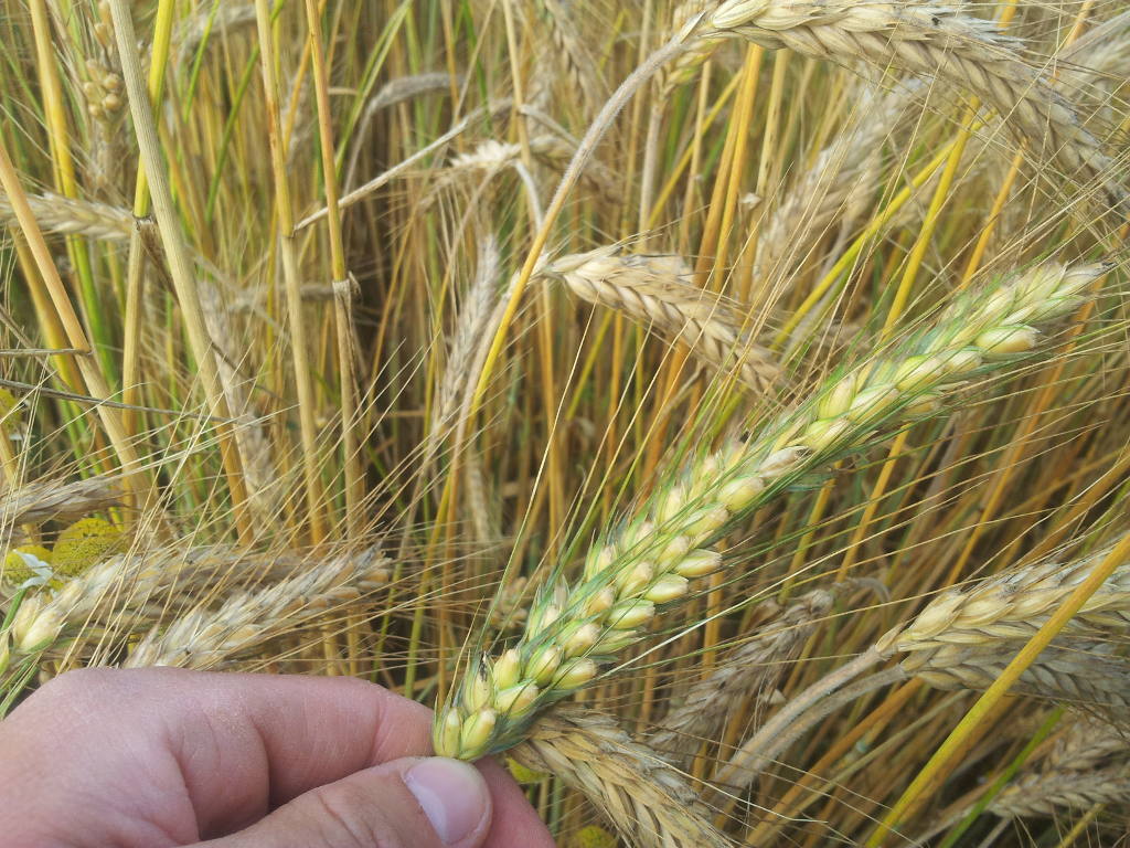 kłosy, pszenżyto
