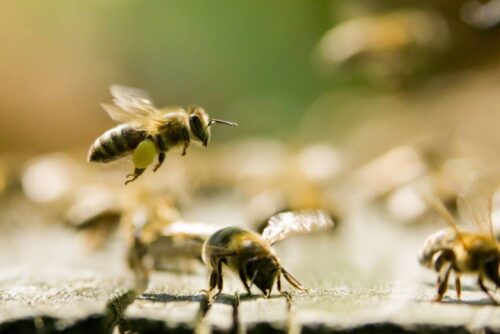 miód, pszczoły, owady zapylające, hodowla pszczół w mieście, Toruń, pszczoły w Toruniu