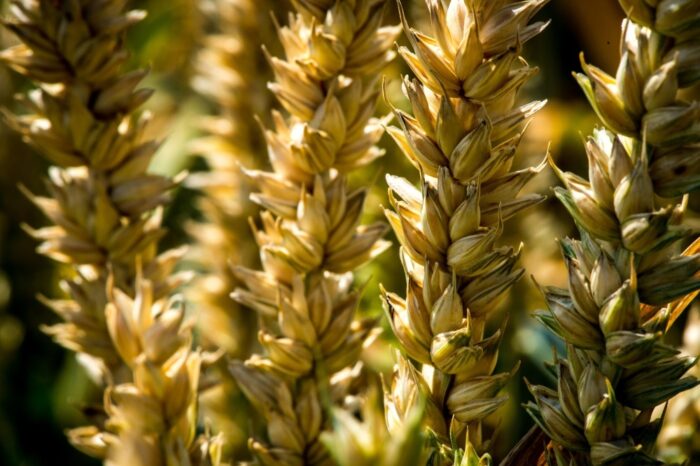 pszenica, genom pszenicy, udomowienie pszenicy, Raz Avni, Uniwersytet w Tel Awiwie