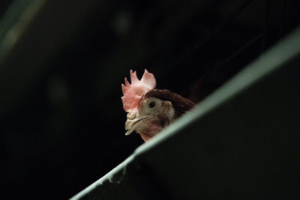 ptasia grypa, francja, belgia, Światowa Organizacja Zdrowia