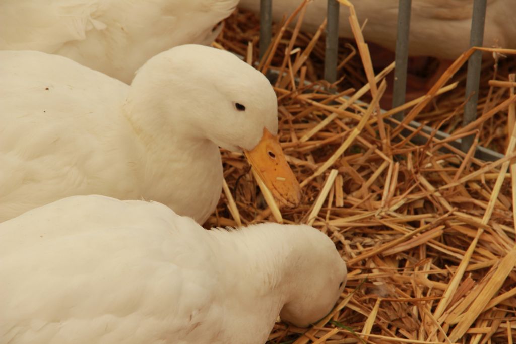 ptasia grypa, ognisko choroby, wirus HPAI, choroba potwierdzona we Francji, kaczki do utylizacji, odstrzał ptactwa