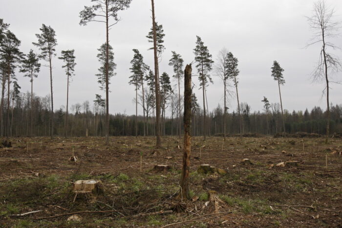 puszcza białowieska, wycinka puszczy białowieskiej, jan szyszko, ministerstwo środowiska, trybunał sprawiedliwości ue